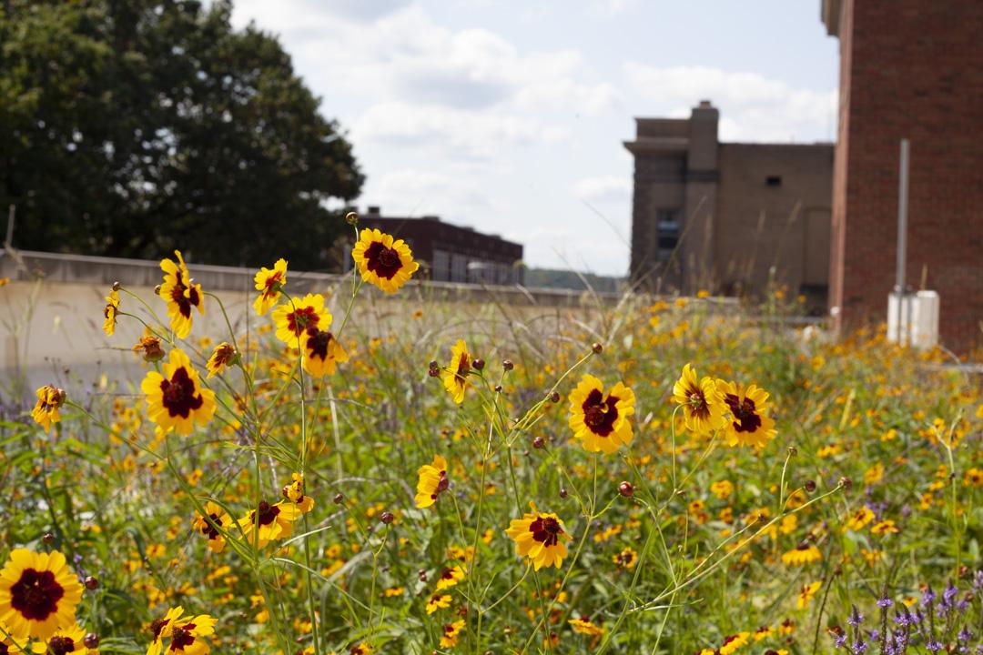 flowers on green roof