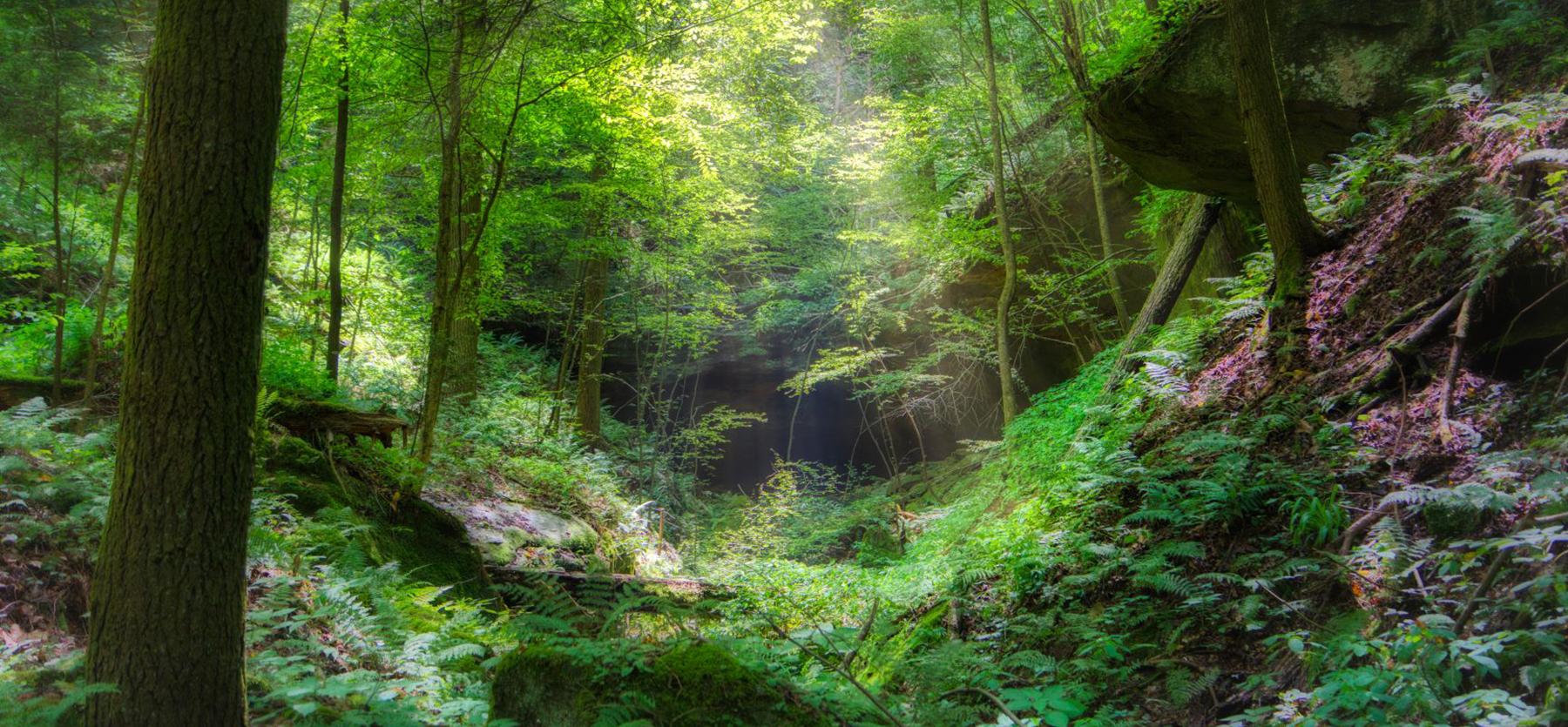 A Symphony Of Silence: Discover Ohio’s Crane Hollow Nature Preserve