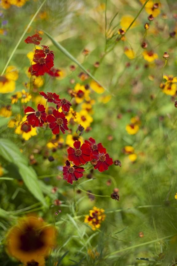 Flowers on Green Roof