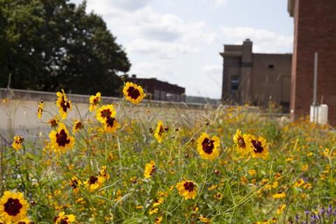 Green Roof Madison Salyer