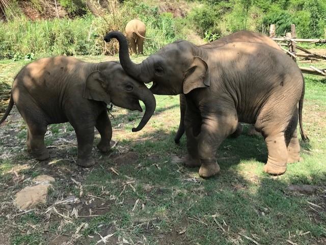 Two small elephants interacting with each other.