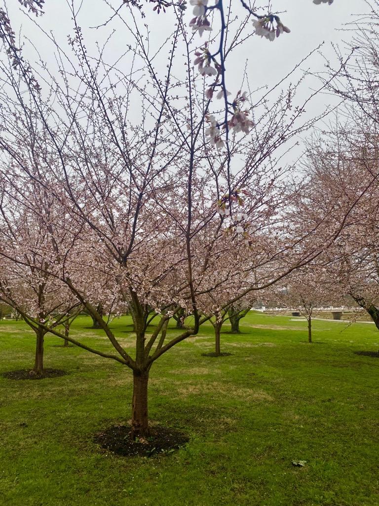 Cherry Blossoms at Ohio University | Ohio University