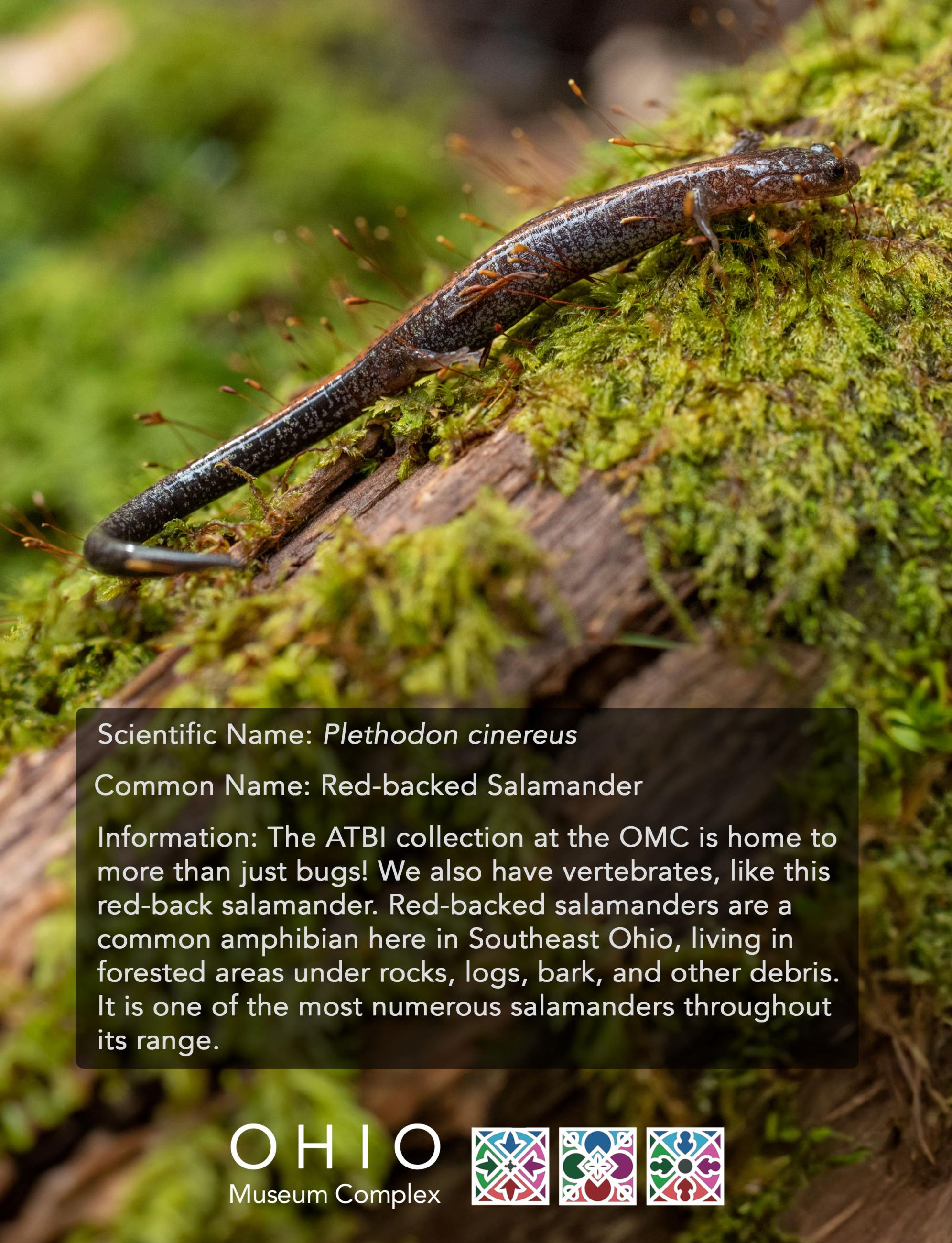 Red-backed Salamander, Museum Complex, Objects 