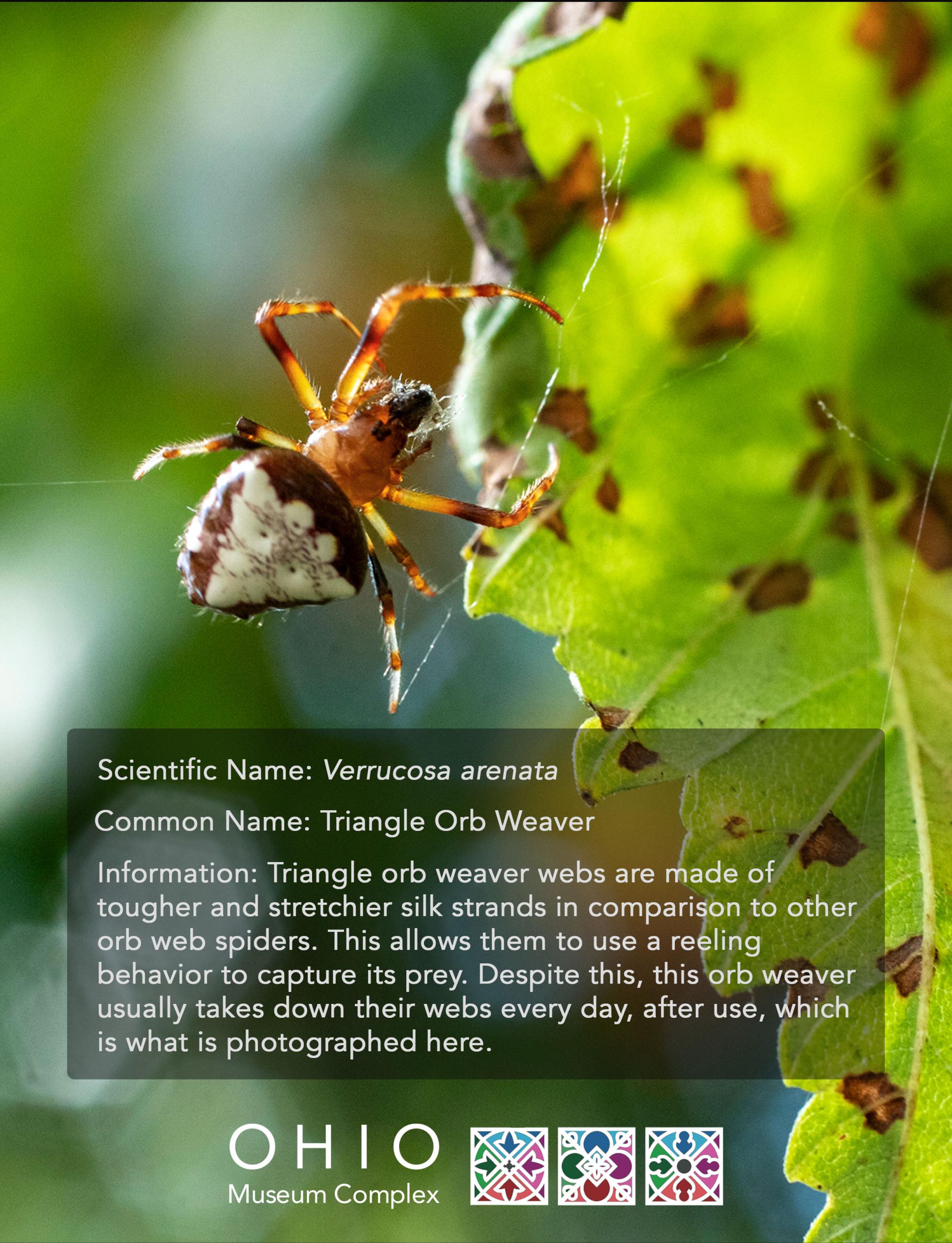 Triangle Orb Weaver, Museum Complex, Collections