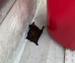 A bat sits behind a red bucket on the Schoonover green roof.