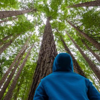 kid looking up at tall tree