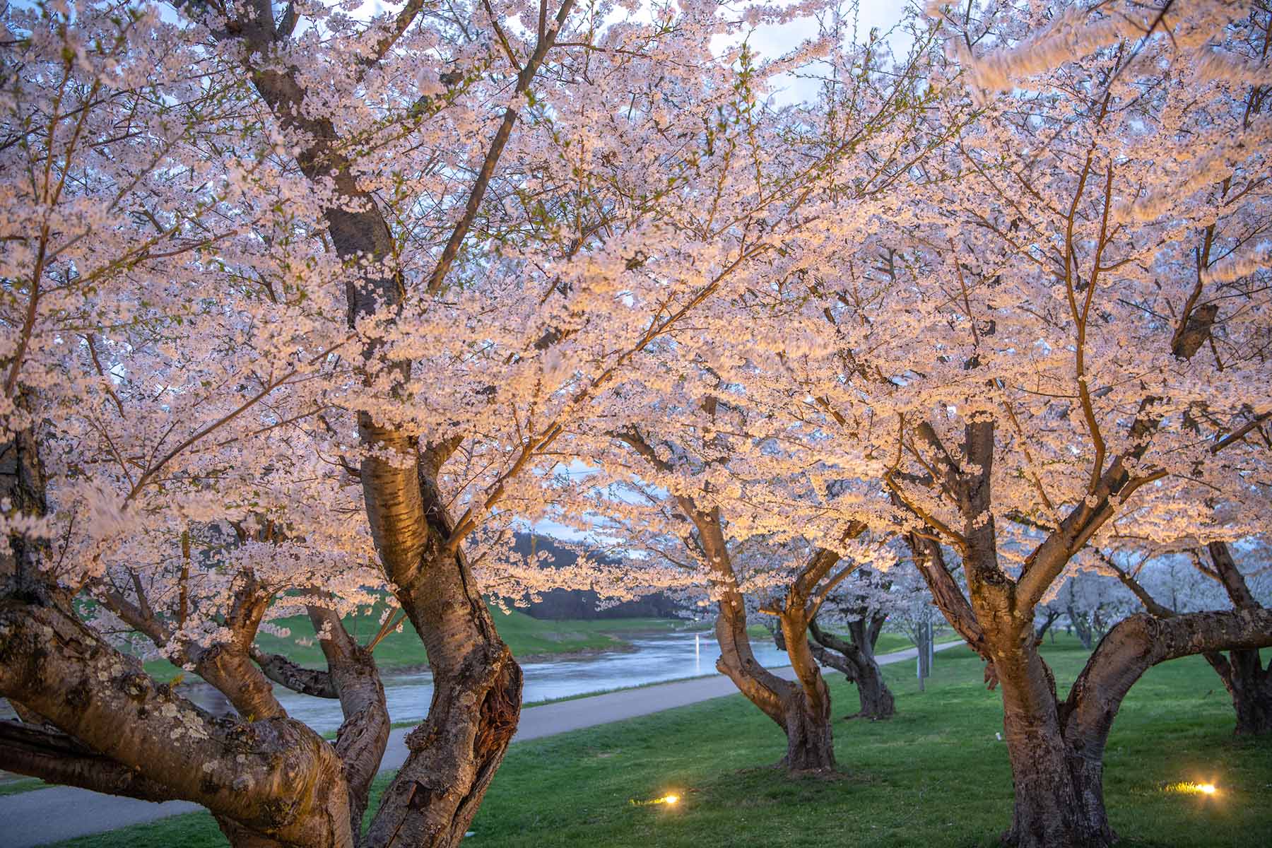 OHIO's renowned cherry blossom trees