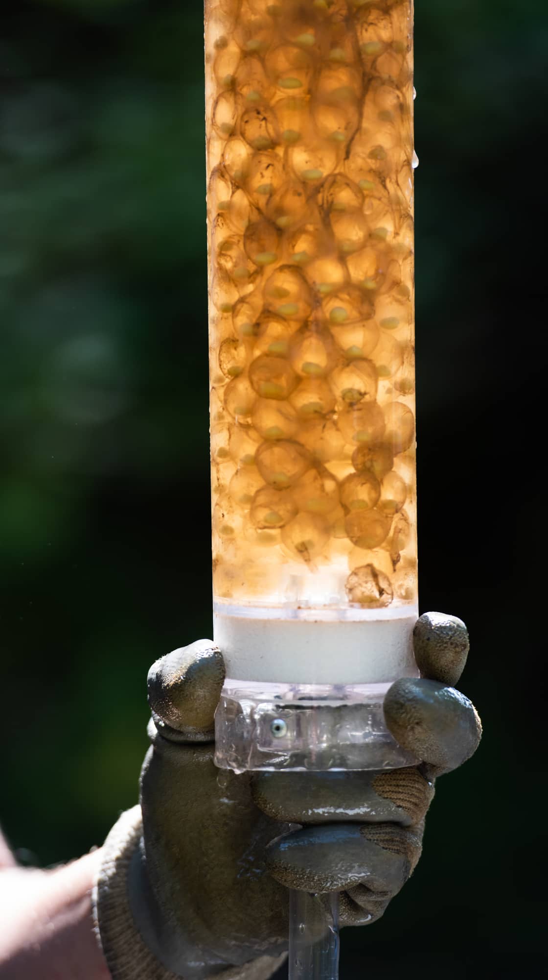 Eastern hellbender eggs collected by Popescu's team from a wild nest in Pennsylvania.