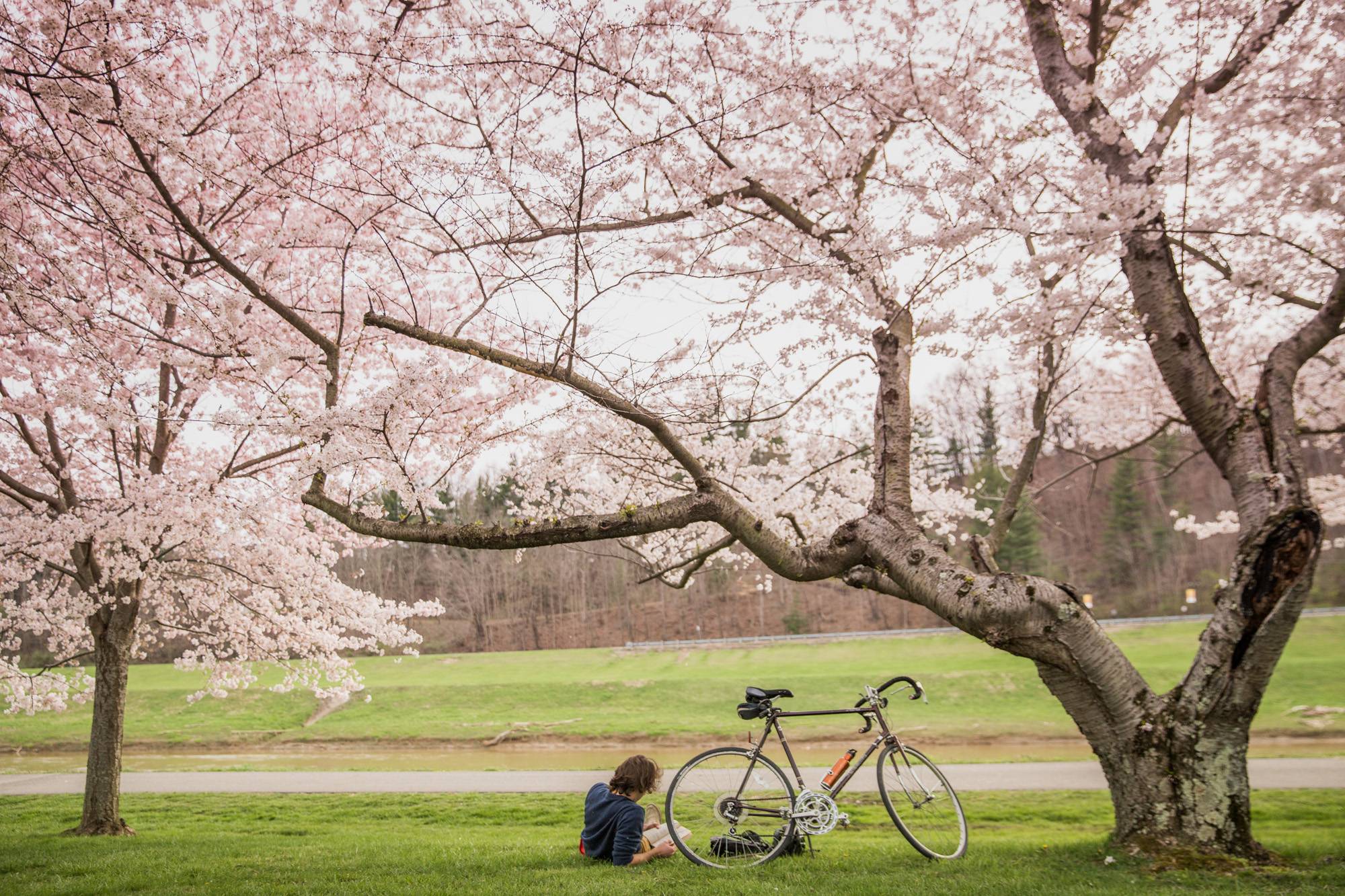 Cyclists stop to enjoy the blooming cherry blossoms along the banks of the Hocking River in Athens. 