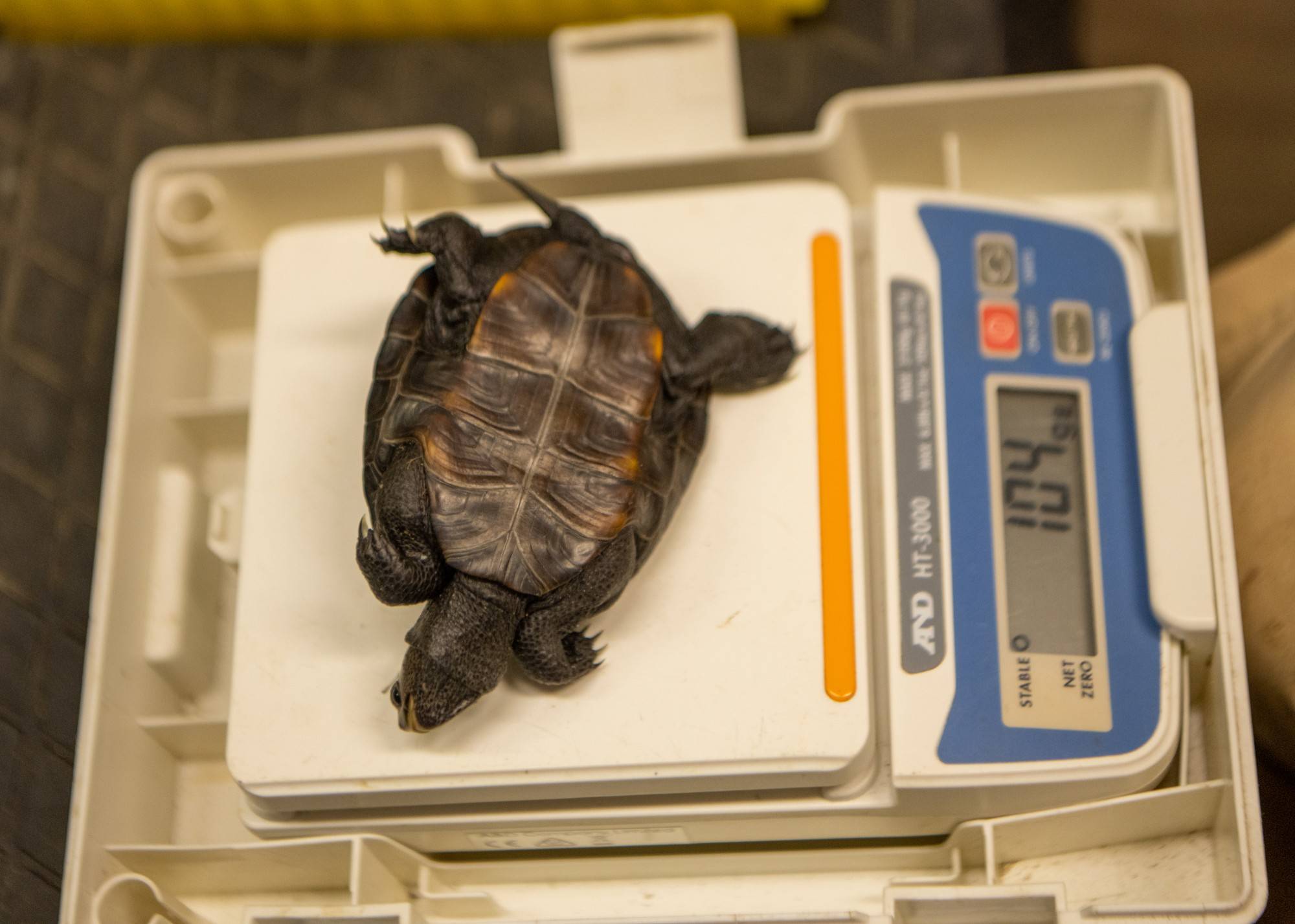 Each turtle that is collected is weighed and measured and tagged.