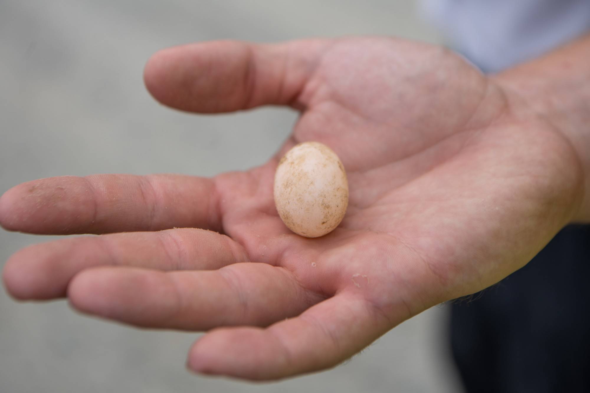 A student holds a turtle egg in their handle. Turtle eggs are counted and weighed and returned a nest, which researchers mark and fortify against predators. Turtle nests are occasionally relocated if they are found on a road or in another area that would be considered dangerous to the baby turtles.