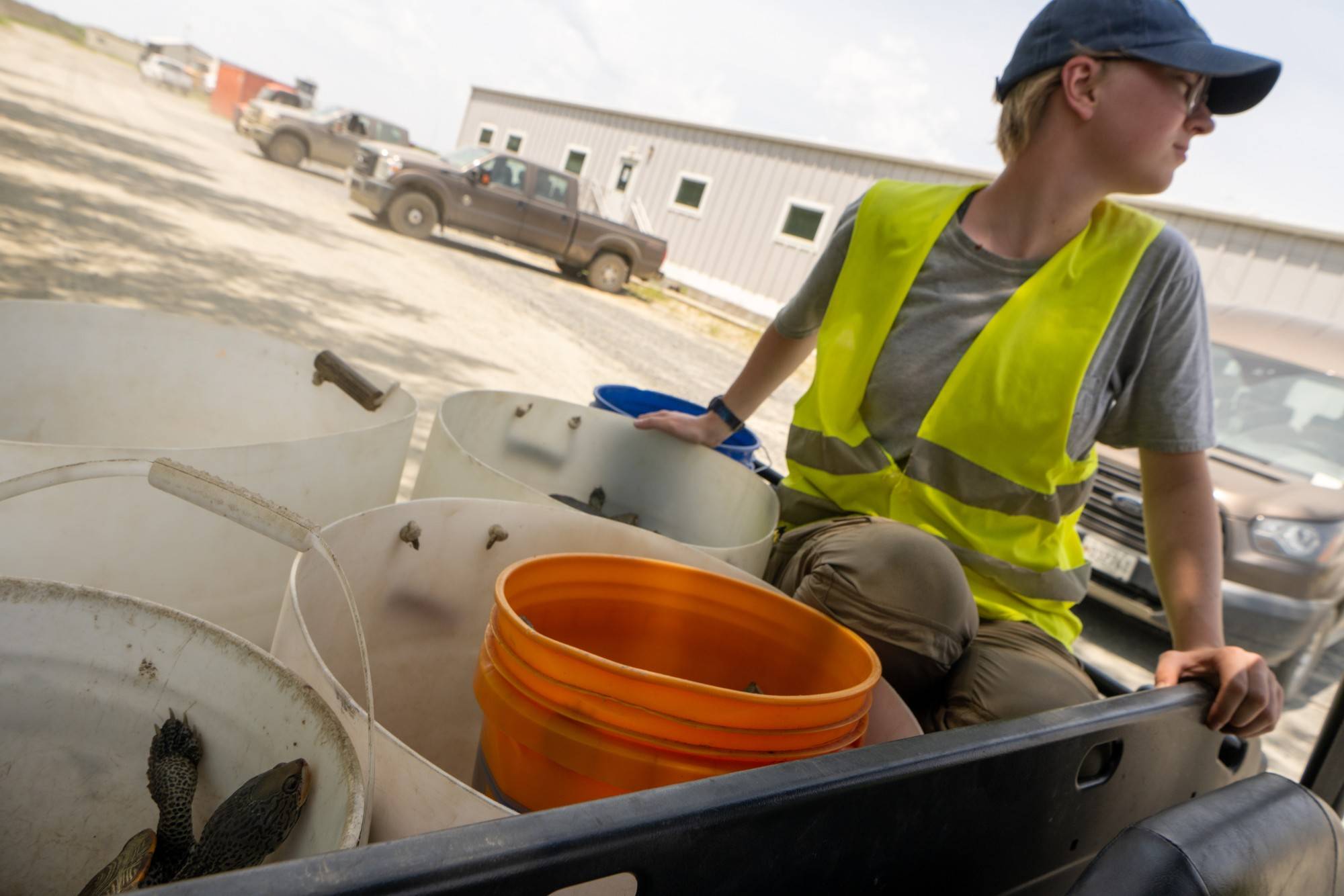 Undergraduate student Kendall Kuck watches over recently collected turtles in transit.