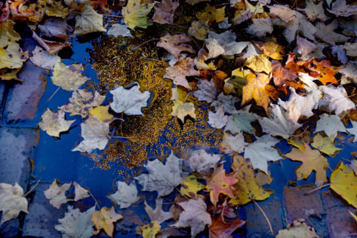 A leaf filled puddle on one of the many brick paths that line Athens Campus