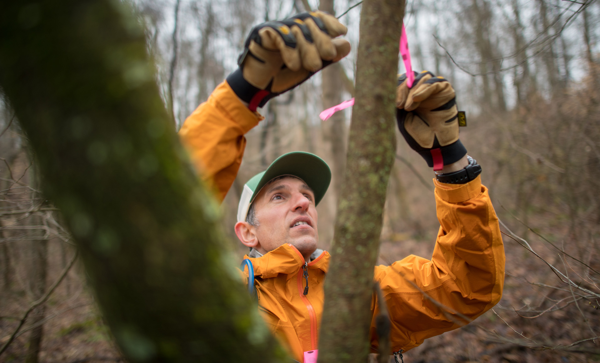Pete Kotses ties indicator line on a tree branch in the woods
