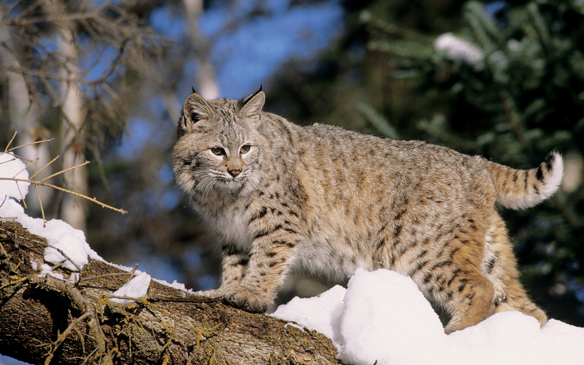A bobcat perched on a log in the snow