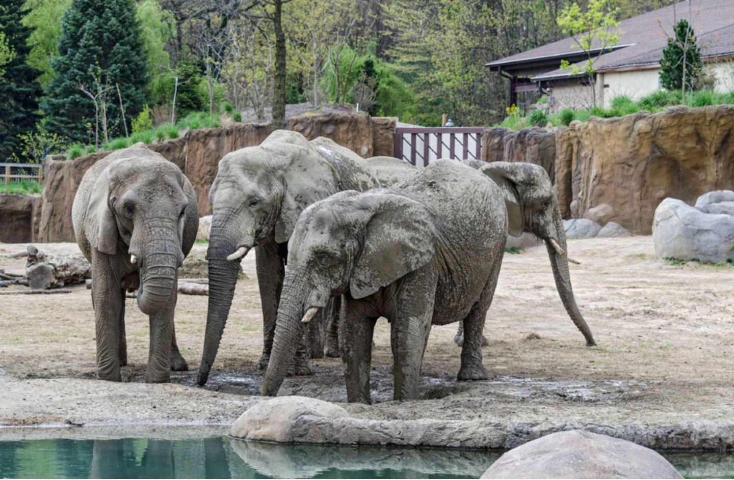 elephants at Cincinnati Zoo