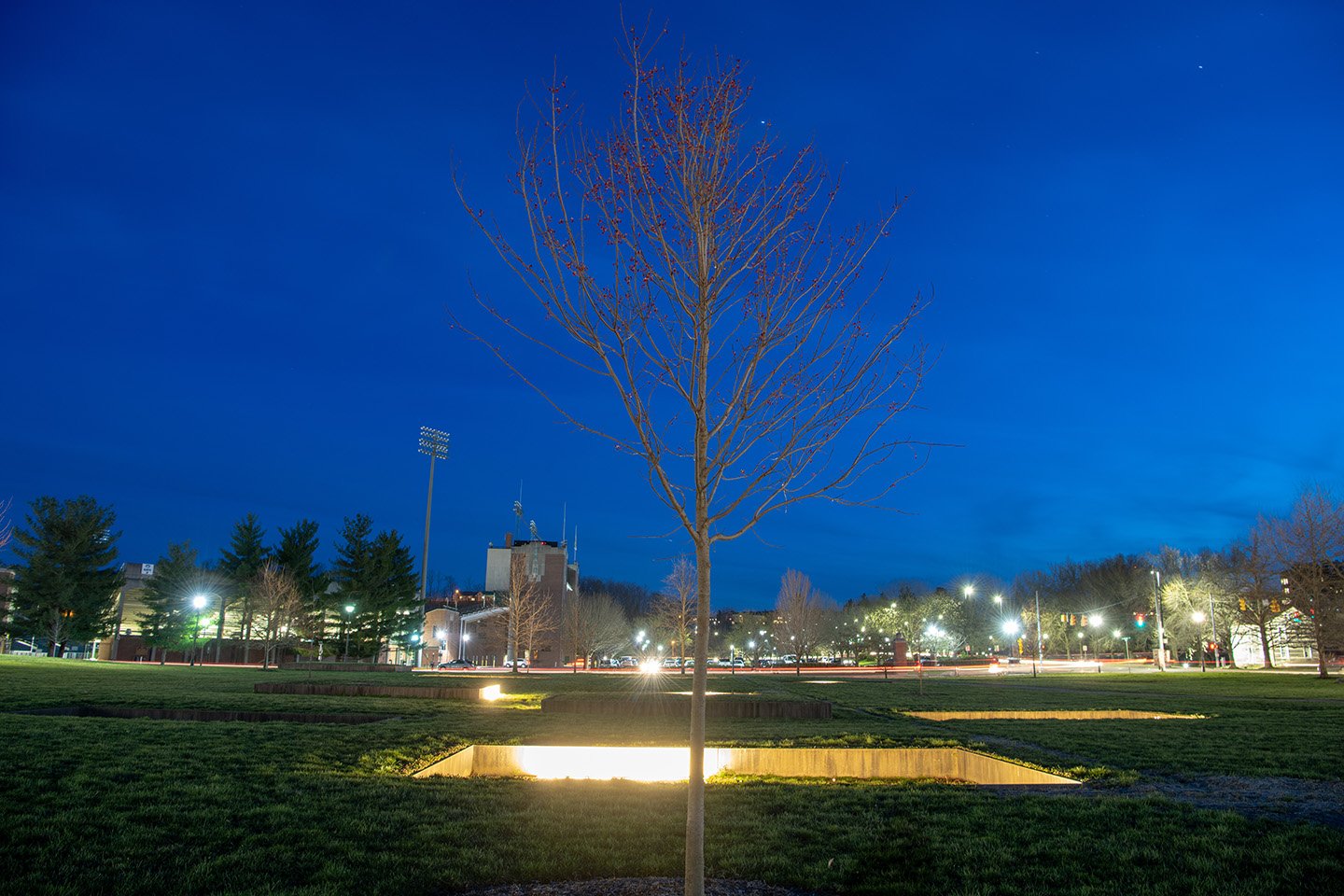 A new tree planted in front of Maya Lin installation, Input