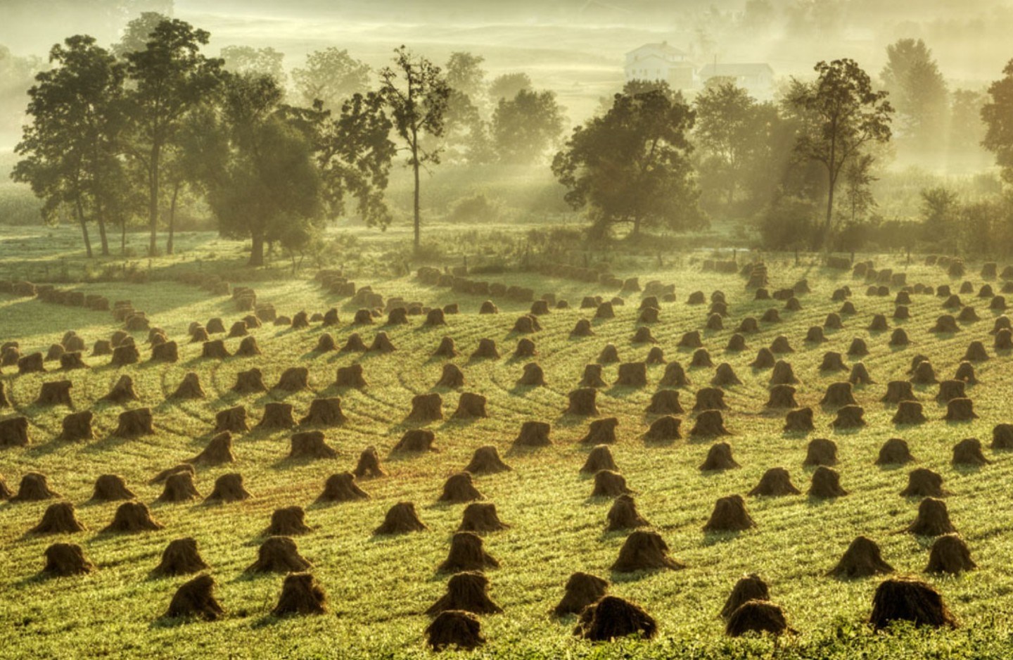 Plowed field with hundreds of small haystacks