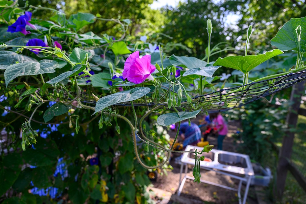 Close-up of blooming purple and pink flowers