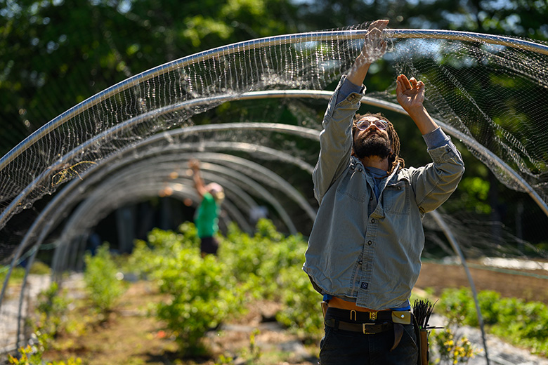 OHIO Student Farm Manager Tony Noble hangs netting over crops.