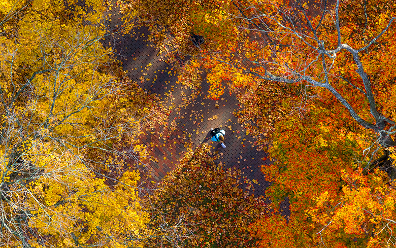 A student walks on the bricks of College Green surrounded by fallen leaves.