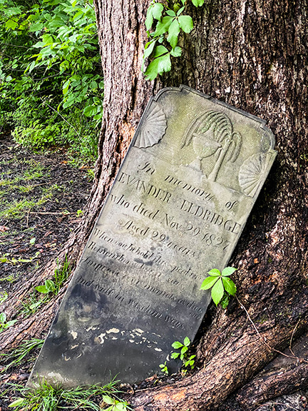 gravestone leaning against a tree