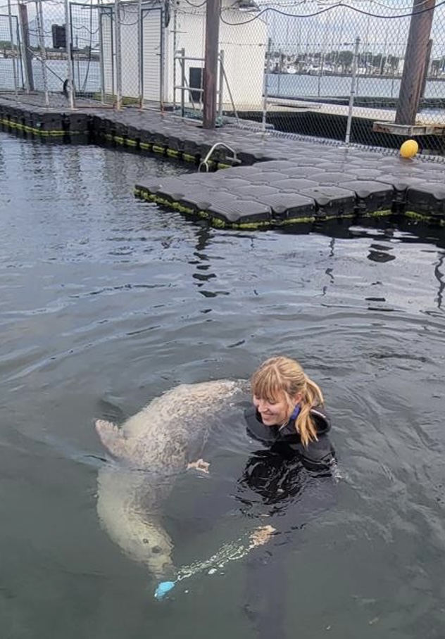 Student studies seal in the water