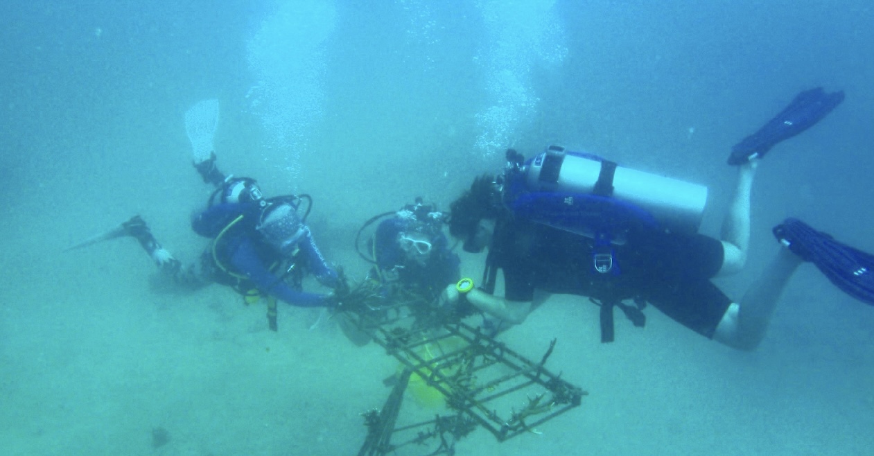 Student scuba dives underwater for internship research