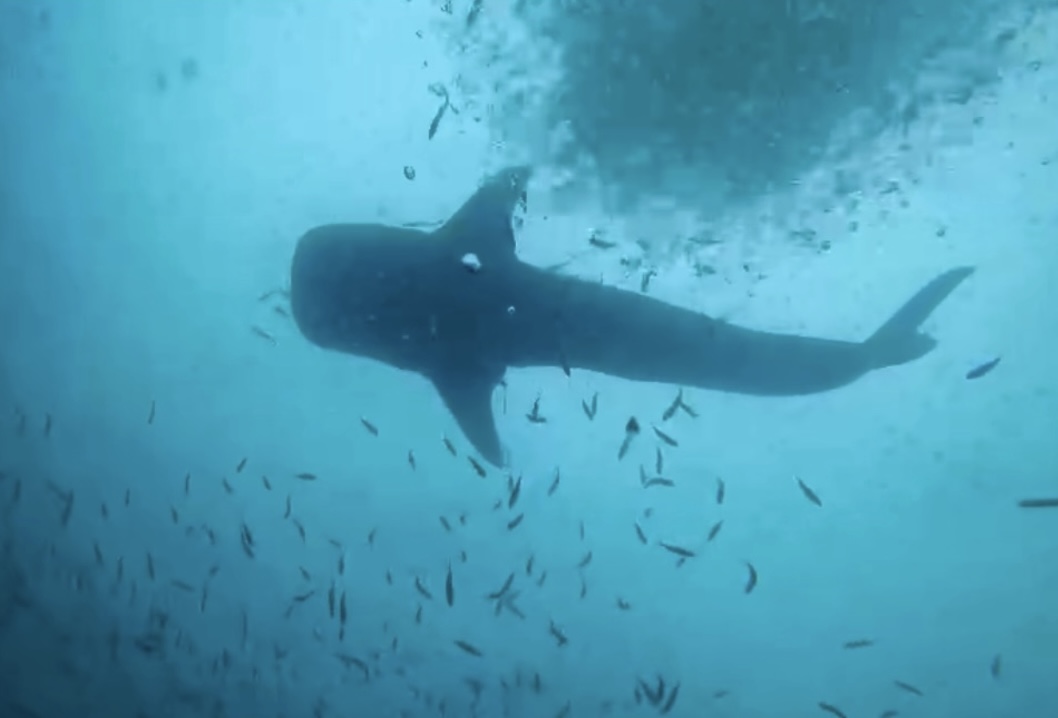 Whale seen from below underwater