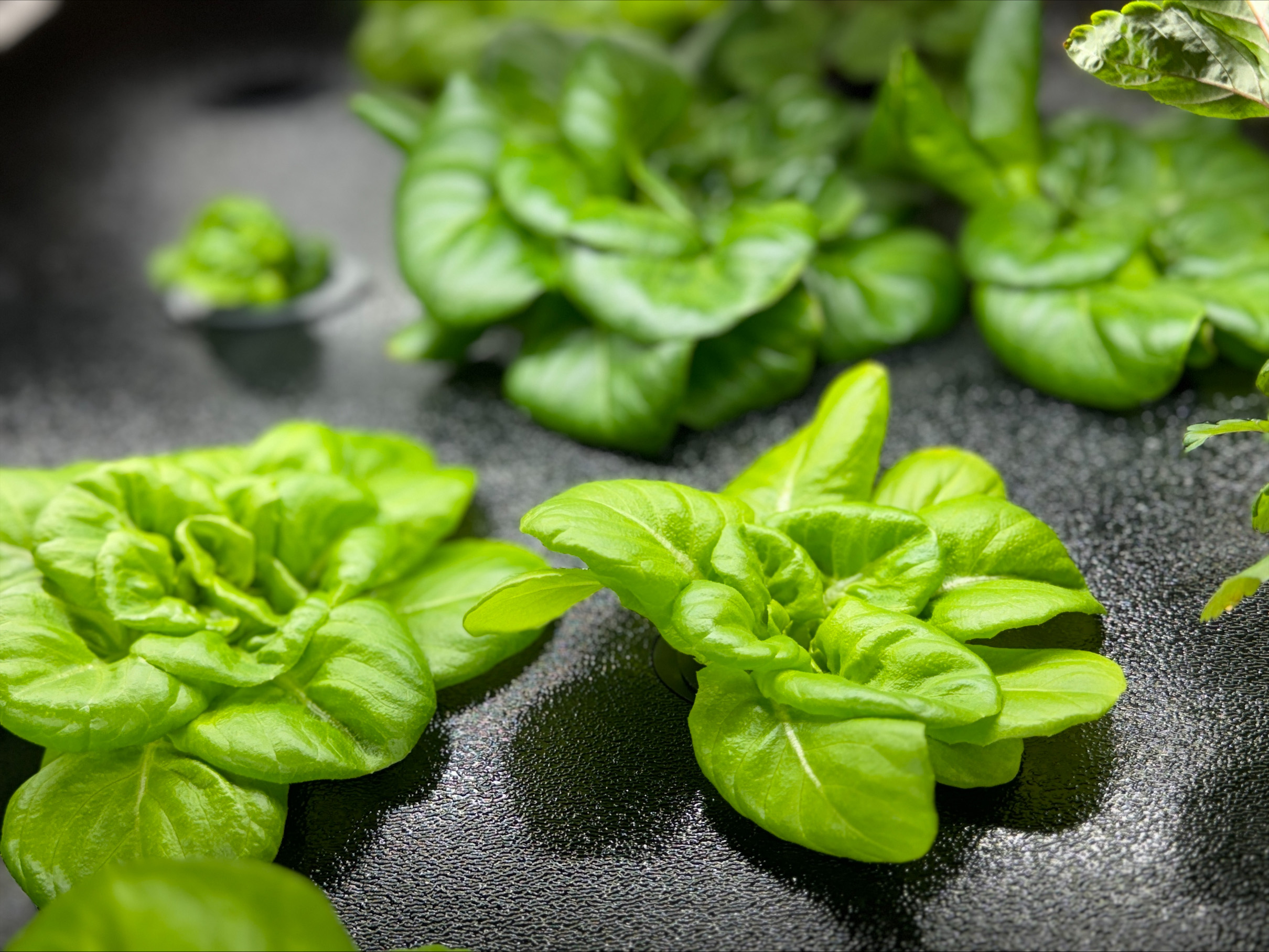 A close up shot of greens being grown on one of Ohio University's plant walls.