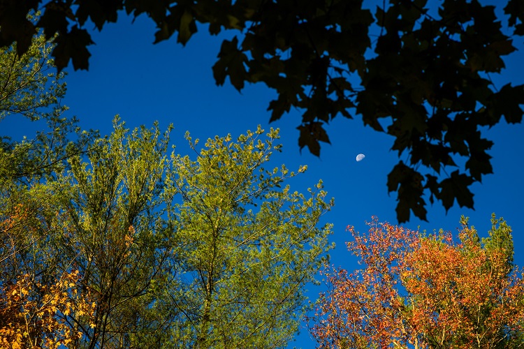 A photo of the colorful leaves on several trees, and the moon can also be see  in the sky on a Fall day at Ohio University