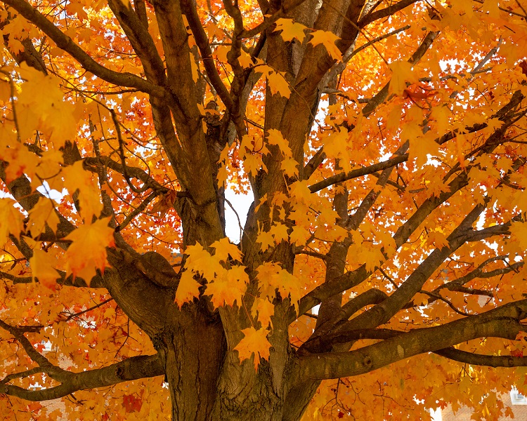 A close-up image of a tree filled with colorful leaves on a Fall day at Ohio University