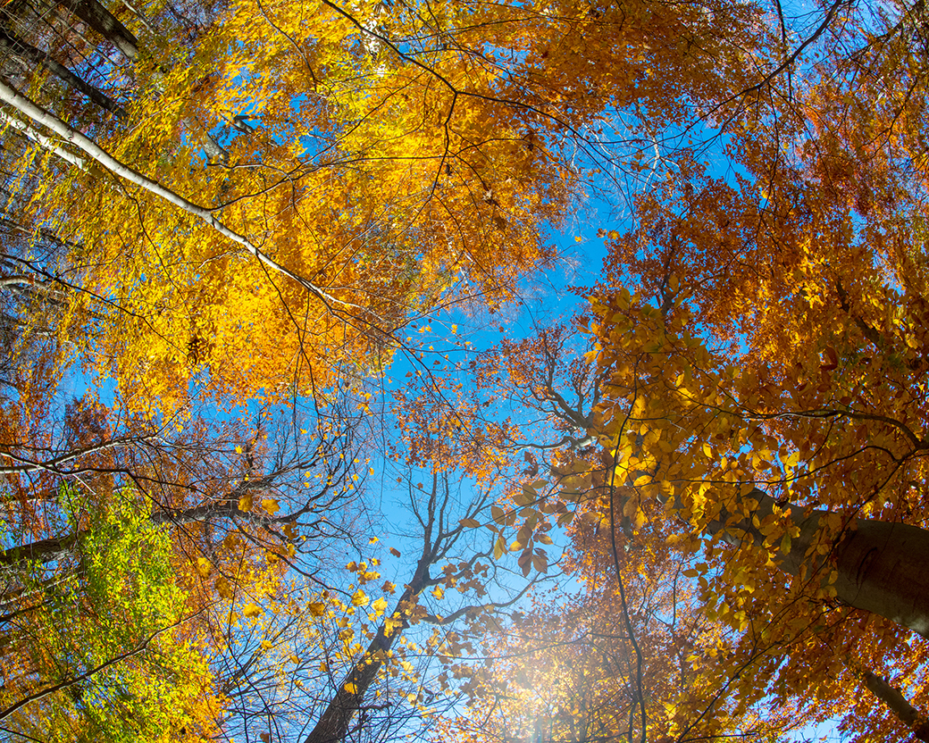 Dysart Woods, old growth forest, Allegheny Plateau, Belmont County, outdoor laboratory, National Natural Landmark