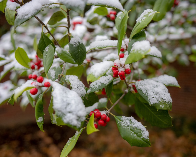 Snow is shown on a plant with green leaves and red berries at Ohio University