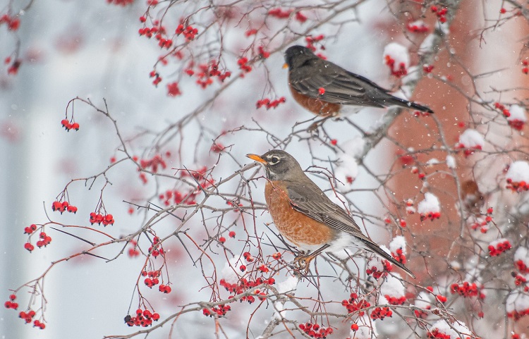 Robins sit on branches surrounded by snow and red berries at Ohio University