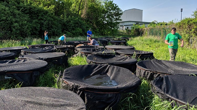 Biological sciences undergraduate researchers collect data at cattletank mesocosms, a research environment that recently received support from the 1804 Fund. 