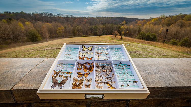 Crane Hollow Inc. is donating a biological collection, featuring more than 120,000 natural specimens and approximately 11,000 different species and valued, conservatively at $2 million, to the Ohio University Museum Complex. The collection will be housed in The Ridge’s Lin Hall 211, which is being renovated with funding provided by Crane Hollow Inc. and Ohio University graduates Bernard (BSJ ’68, MEd ’73) and Patricia Gebhart (BFA ’68, MEd ’73).