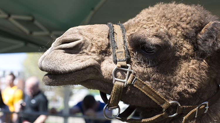 A camel pictured at the Zoo to You event