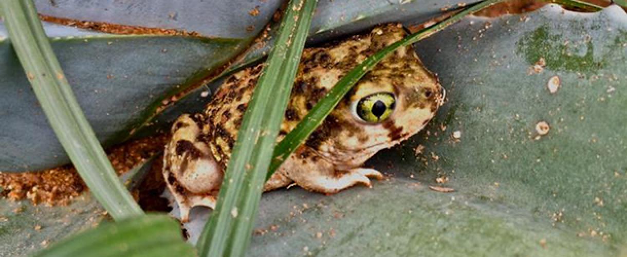 Photo of a brown and cream-colored spadefoot toad