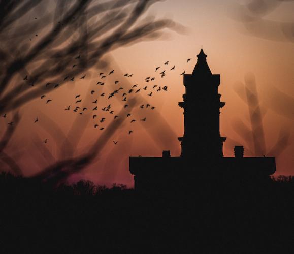 birds flying around building at dusk