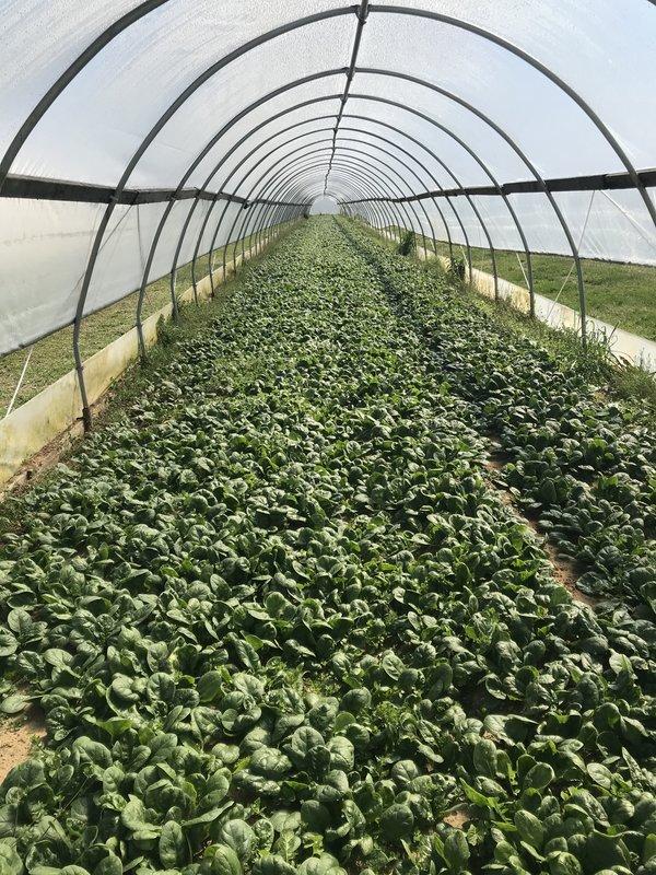 The Chef's Garden Tunnel