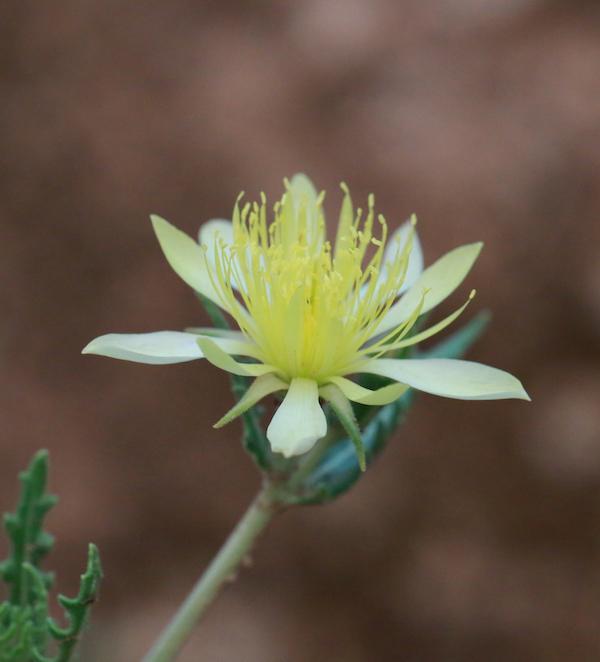 A yellow flower