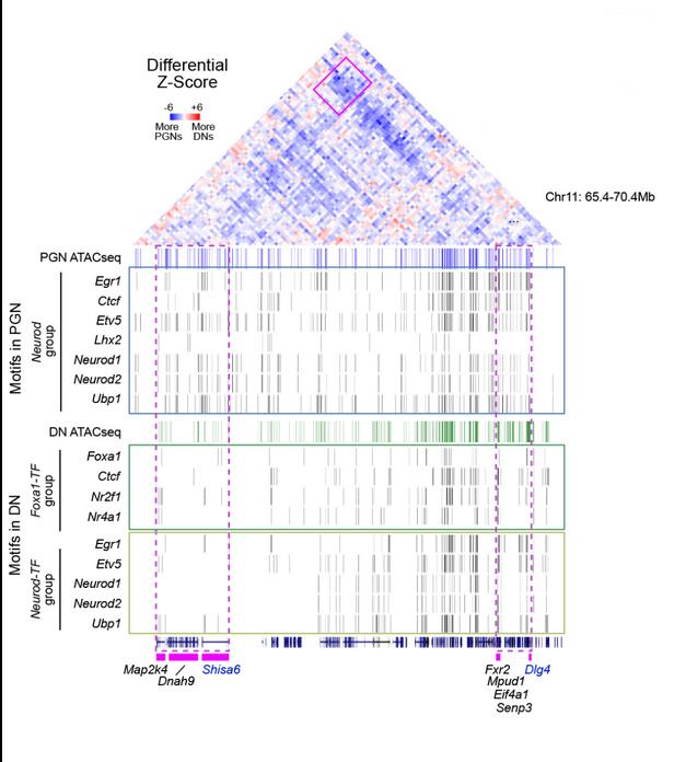 A differential Z-score matrix for a genomic region, courtesy of Alexander Kukalev.