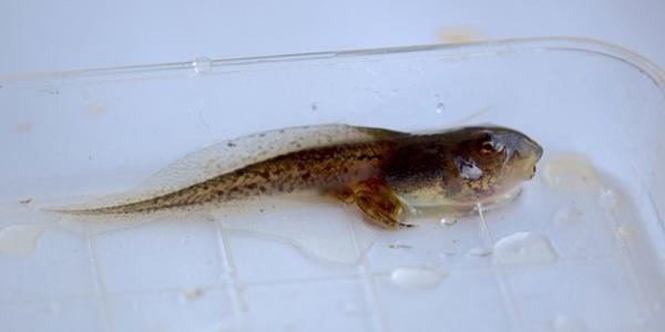 A wood frog going through Metamorphosis (part tadpole, part frog). Photo by Cassie Thompson.