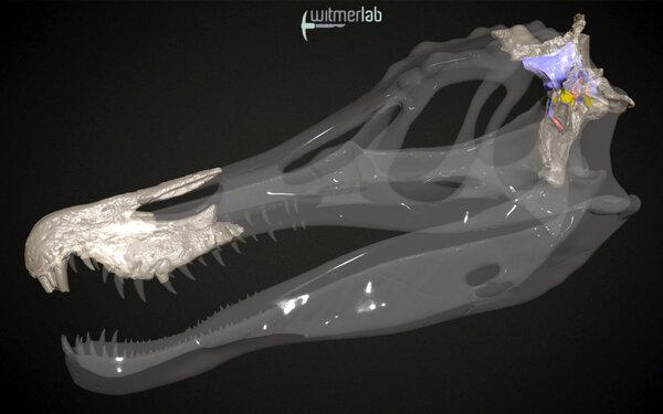 Baryonyx_endocast