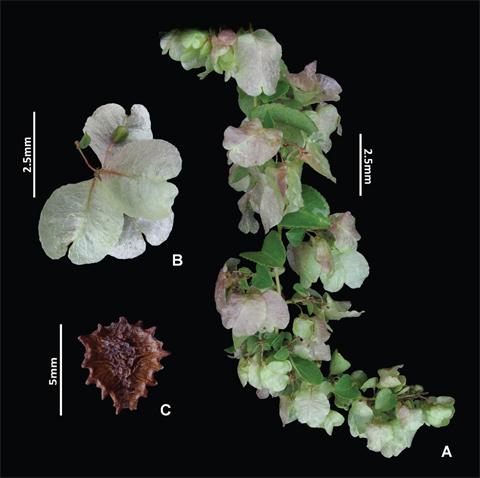 Dr. Juliana De Paula Souza of Federal University of São João del-Rei in Brazil named a new species of Latin American violet—Anchietea ballardii—after Dr. Harvey Ballard in 2016.