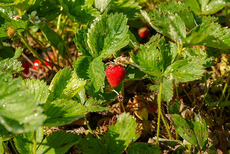 Bright red strawberries dripping with morning dew grow in the USDA certified organic portion of the OHIO Student Farm.