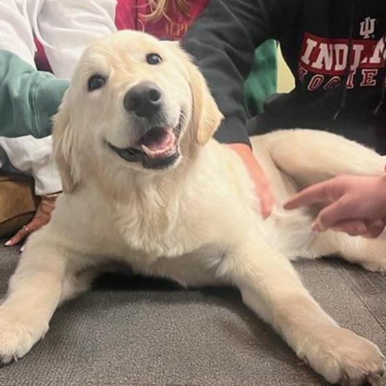 A puppy smiles as several students pet its back