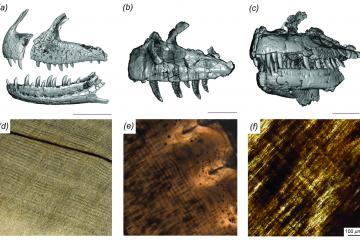 A comparison o ffossil teeth from Majungasaurus, Ceratosaurus and Allosaurus