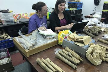 Sabrina Curran and Claire Terhune work on a lab table covered with fossils